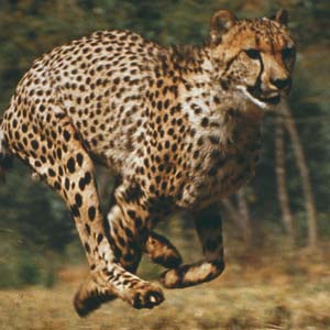 Fellow Creatures by Christine Korsgaard